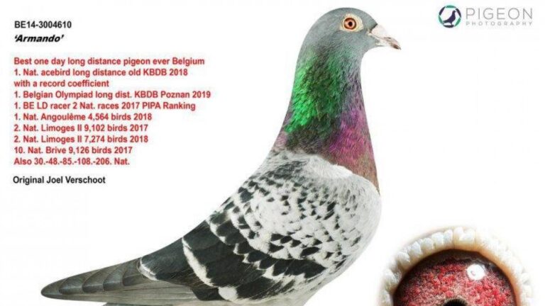 PIGEON ACHAT a organisé le jeu concours N°9989 – PIGEON ACHAT